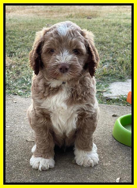 Kenzie Dansby 6 week old 461