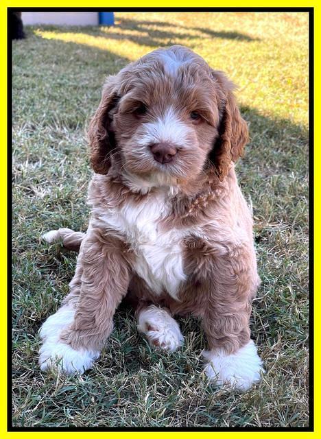 Kenzie Dansby 6 week old 471