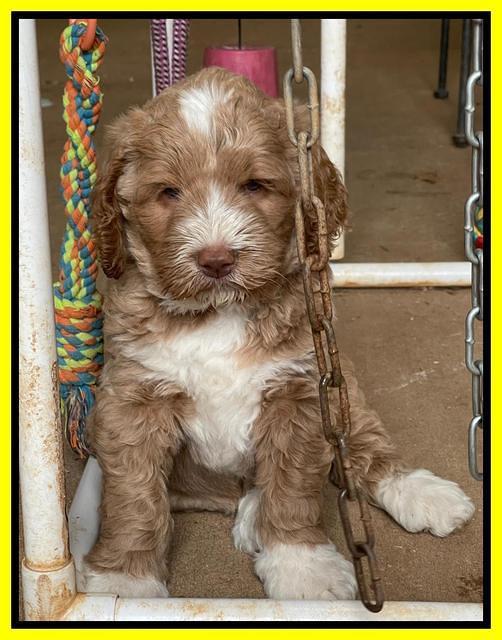 Kenzie Dansby 6 week old 481