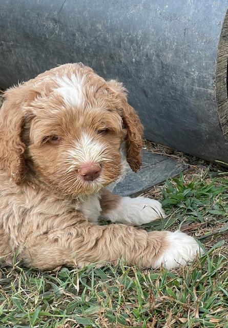 Kenzie Dansby 6 week old 491