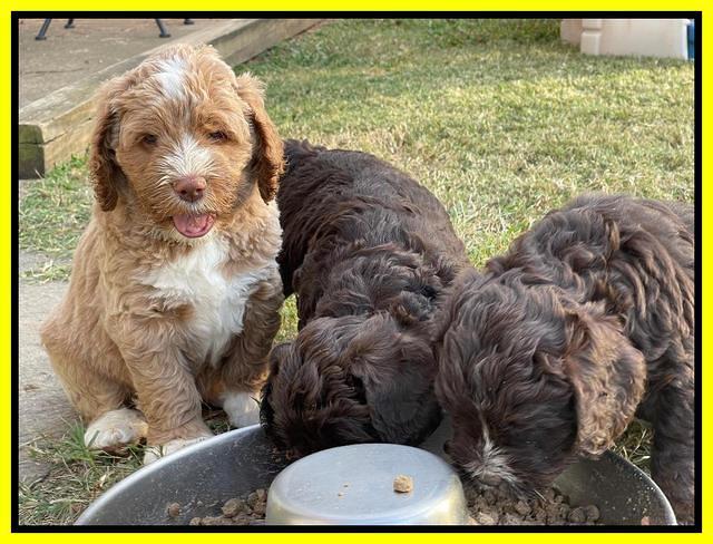 Kenzie Dansby 6 week old 501