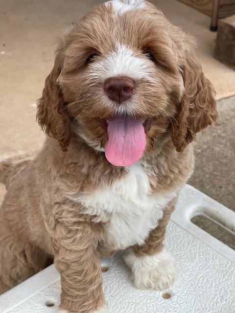 Kenzie Dansby 7 week old 10463