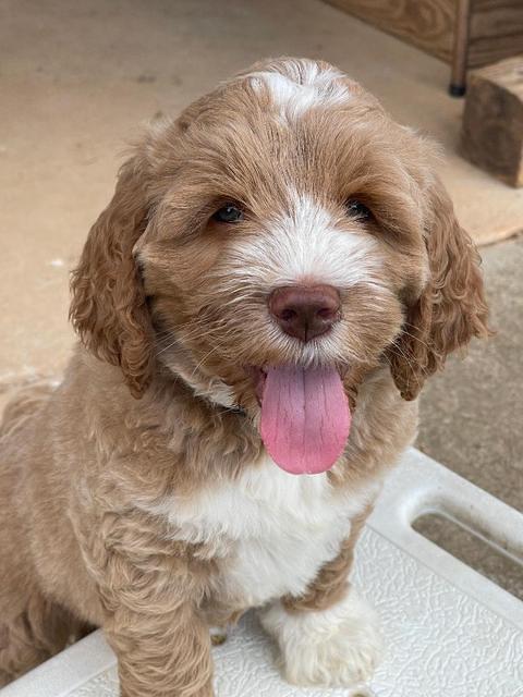 Kenzie Dansby 7 week old 11463