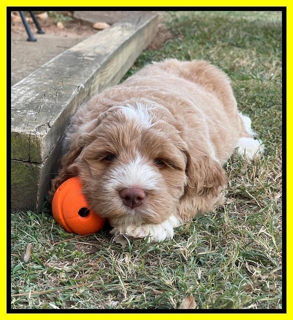 Kenzie Dansby 7 week old 421