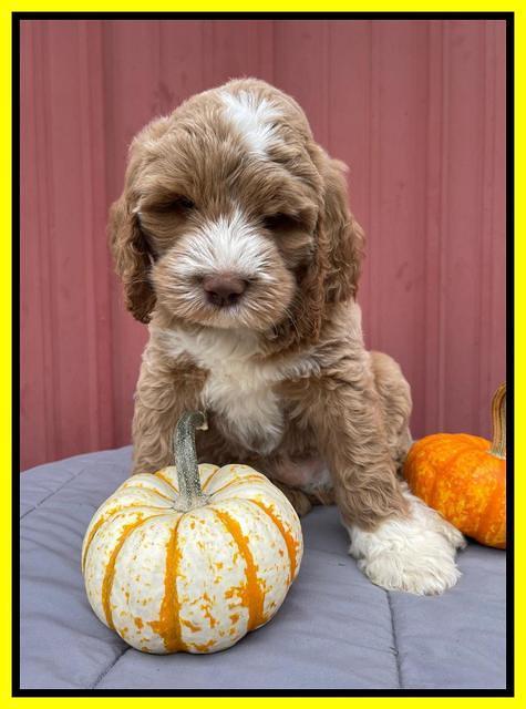 Kenzie Dansby 7 week old 461