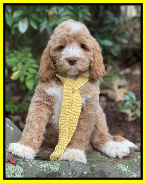 Kenzie Dansby 8 week old 171