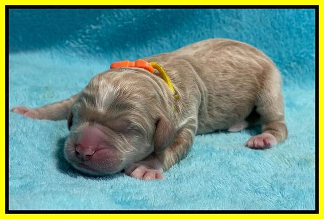 Kenzie Dansby pups newborn 181