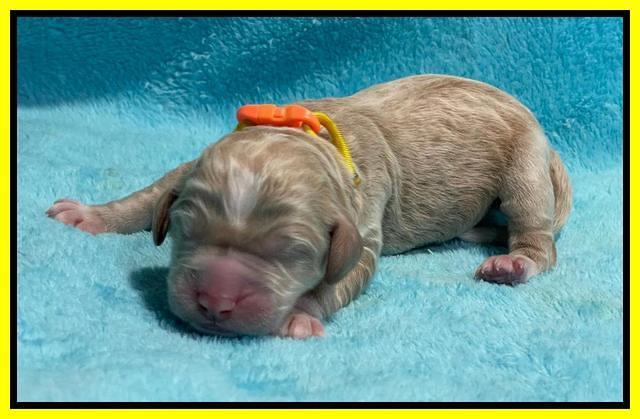 Kenzie Dansby pups newborn 201