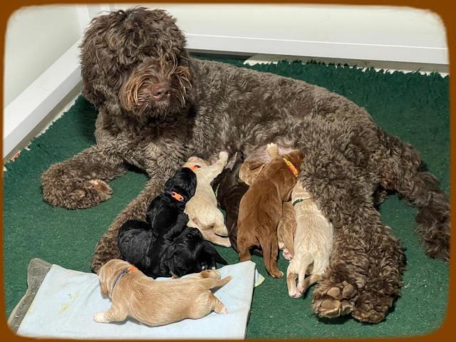 Kenzie Flynn pups 1 week old 261