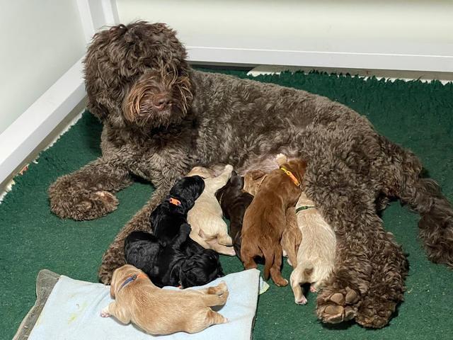 Kenzie Flynn pups 1 week old 271