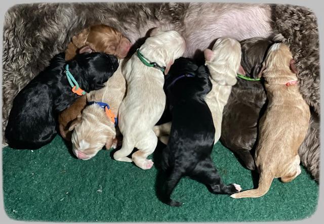 Kenzie Newborn pics 151