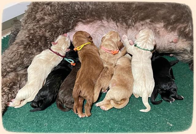 newborn group 4