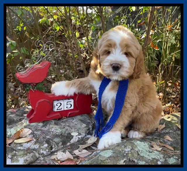 Kenzie Flynn 8 weeks old 1332