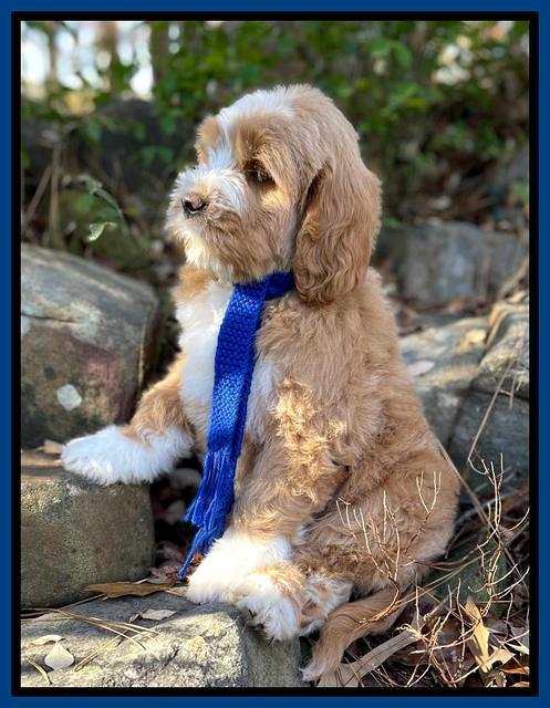 Kenzie Flynn 8 weeks old 2332