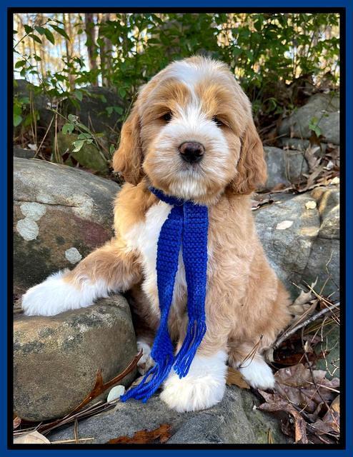 Kenzie Flynn 8 weeks old 3332