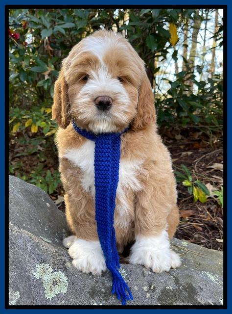 Kenzie Flynn 8 weeks old 4332