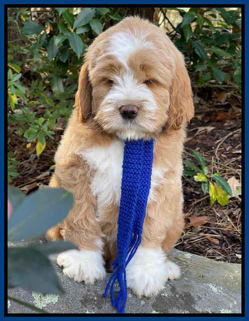 Kenzie Flynn 8 weeks old 5332