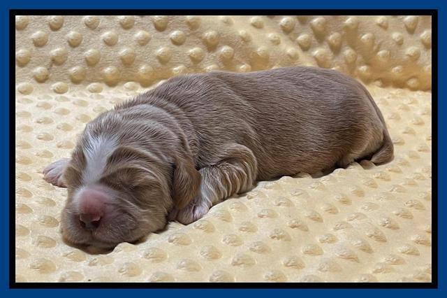 Kenzie Flynn pups 1 week old 41