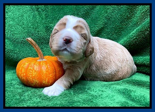 Kenzie Flynn pups 2 wks old 111