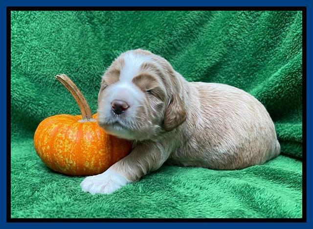 Kenzie Flynn pups 2 wks old 121