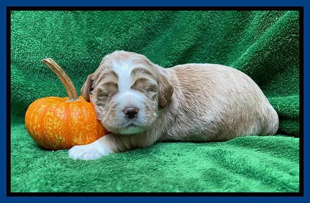 Kenzie Flynn pups 2 wks old 131