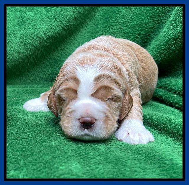 Kenzie Flynn pups 2 wks old 91