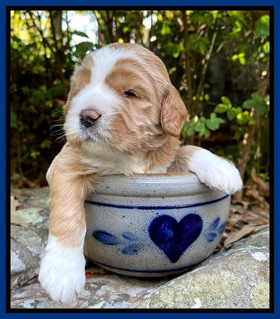 Kenzie Flynn pups 3 wks old 11