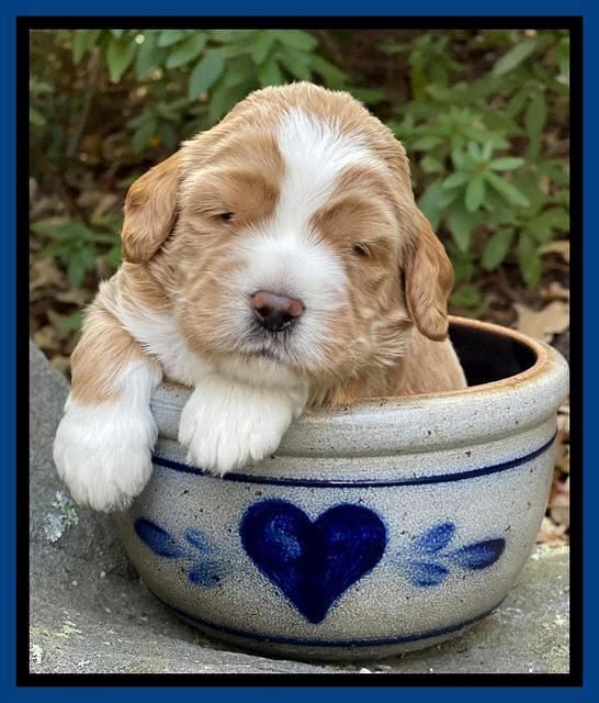 Kenzie Flynn pups 3 wks old 71