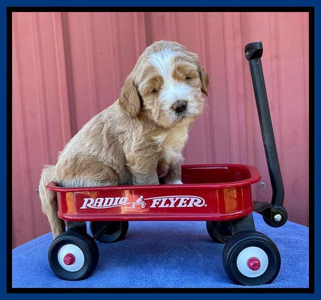 Kenzie Flynn pups 4 wks old 1!