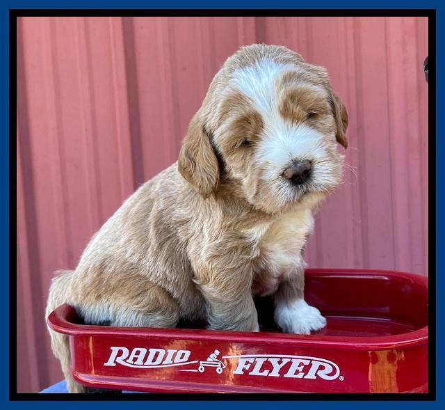 Kenzie Flynn pups 4 wks old 2!