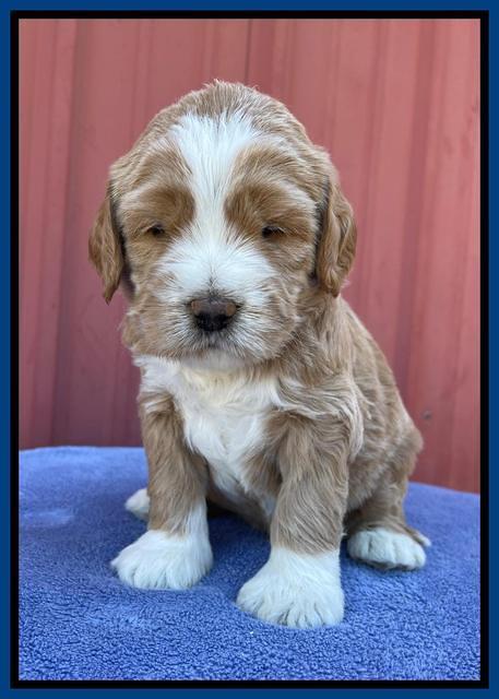 Kenzie Flynn pups 4 wks old 3!