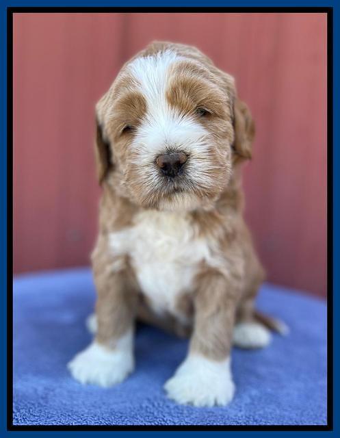 Kenzie Flynn pups 4 wks old 4!