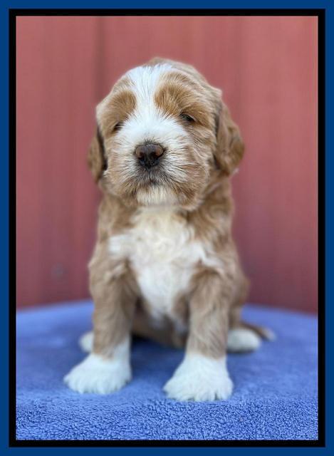 Kenzie Flynn pups 4 wks old 5!