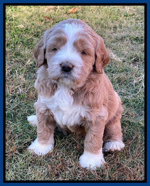 Kenzie Flynn pups 5 wks old 11