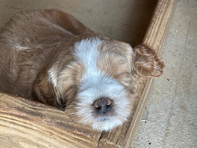 Kenzie Flynn pups 5 wks old 31