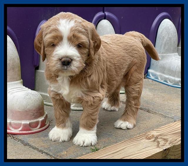 Kenzie Flynn pups 5 wks old 41