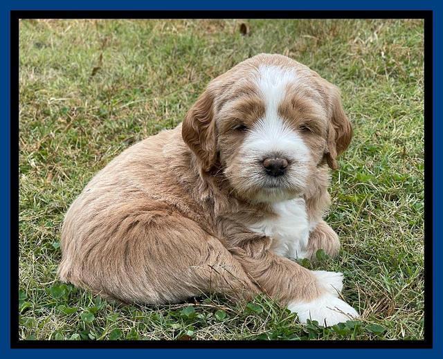 Kenzie Flynn pups 5 wks old 61
