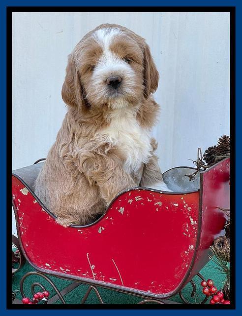 Kenzie Flynn pups 6 wks old 11