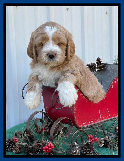 Kenzie Flynn pups 6 wks old 81