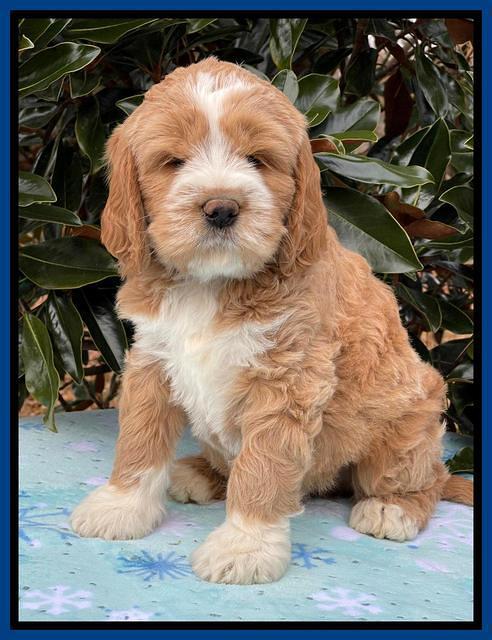 Kenzie Flynn pups 7 wks old 21