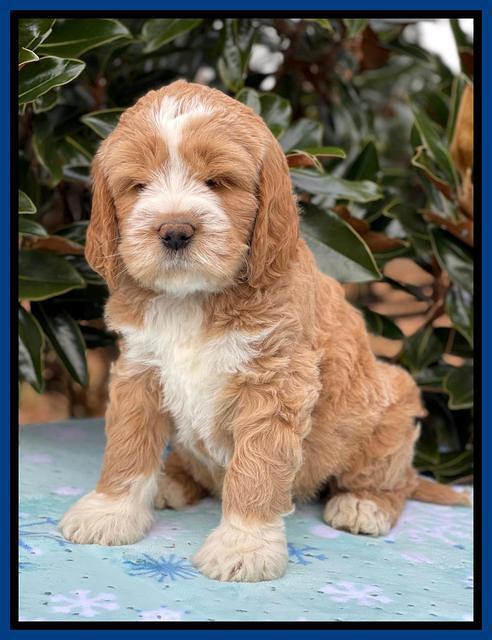 Kenzie Flynn pups 7 wks old 31