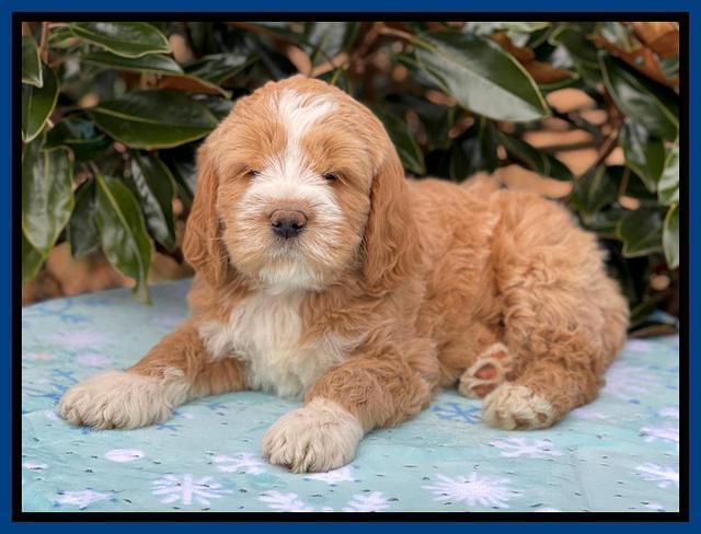 Kenzie Flynn pups 7 wks old 41