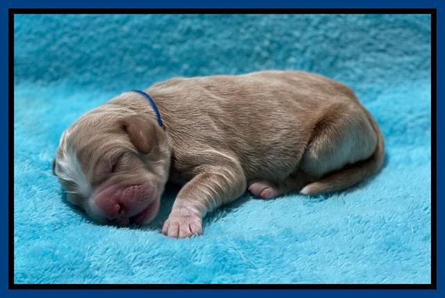 Kenzie Newborn pics 11