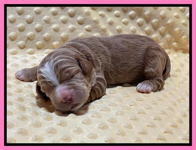 Kenzie Flynn pups 1 week old 61