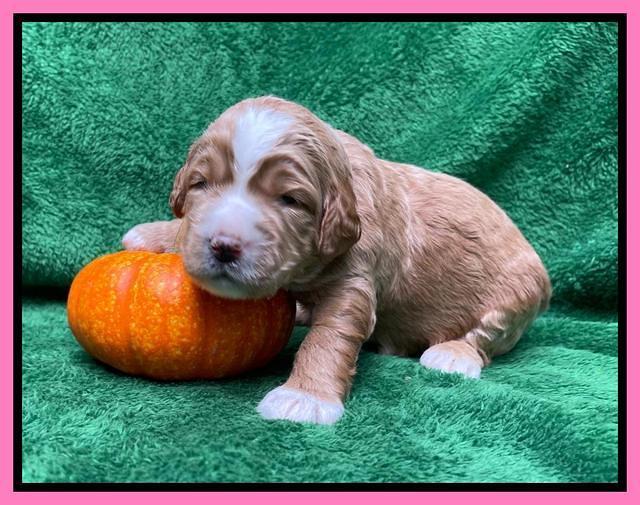 Kenzie Flynn pups 2 wks old 151