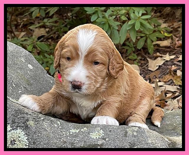 Kenzie Flynn pups 3 wks old 111