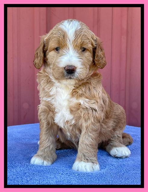 Kenzie Flynn pups 4 wks old 10!