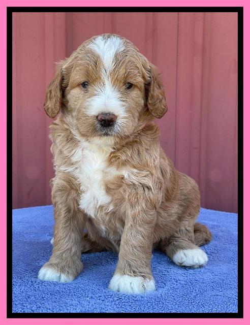 Kenzie Flynn pups 4 wks old 11!