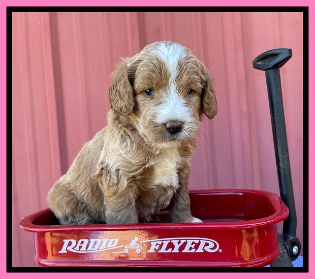 Kenzie Flynn pups 4 wks old 7!