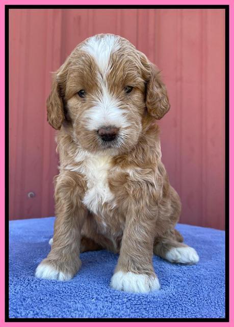 Kenzie Flynn pups 4 wks old 8!